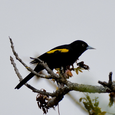 Golden-winged Cacique